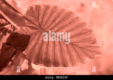 Feuilles tropicales close-up dans les tons de couleur corail vivant. Couleurs tendance. Abstract texture naturelle, exotique fond coloré Banque D'Images