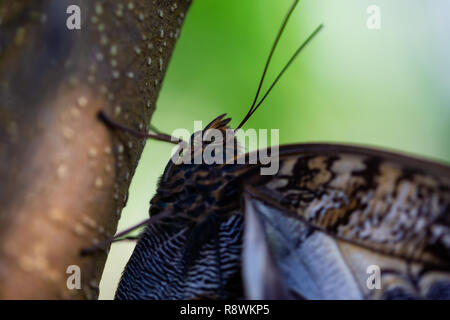 Belle photo macro d'un papillon, Caligo memnon, comme le géant aussi decouvrir hibou. Lieu d'origine est le Costa Rica, de l'Amérique centrale. Banque D'Images