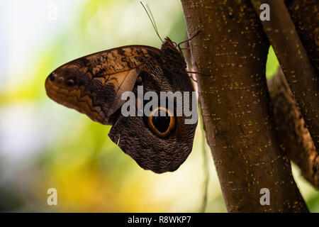 Belle photo macro d'un papillon, Caligo memnon, comme le géant aussi decouvrir hibou. Lieu d'origine est le Costa Rica, de l'Amérique centrale. Banque D'Images