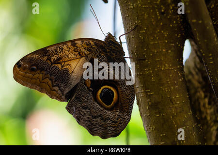 Belle photo macro d'un papillon, Caligo memnon, comme le géant aussi decouvrir hibou. Lieu d'origine est le Costa Rica, de l'Amérique centrale. Banque D'Images