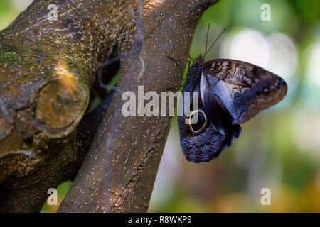 Belle photo macro d'un papillon, Caligo memnon, comme le géant aussi decouvrir hibou. Lieu d'origine est le Costa Rica, de l'Amérique centrale. Banque D'Images