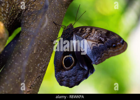 Belle photo macro d'un papillon, Caligo memnon, comme le géant aussi decouvrir hibou. Lieu d'origine est le Costa Rica, de l'Amérique centrale. Banque D'Images