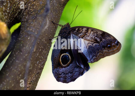 Belle photo macro d'un papillon, Caligo memnon, comme le géant aussi decouvrir hibou. Lieu d'origine est le Costa Rica, de l'Amérique centrale. Banque D'Images