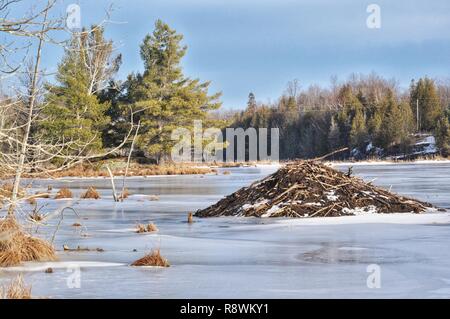 Barrage de castor sur lac gelé Banque D'Images