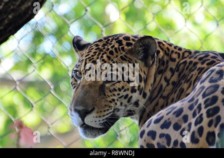 LEOPARD AU ZOO Banque D'Images