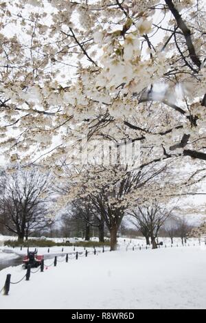 Fleurs d'un arbre alors que la neige et la glace sont sur le sol près de l'Amphithéâtre Memorial dans le Cimetière National d'Arlington, le 14 mars 2017 à Arlington, Va., les précipitations hivernales sont venus de tempête de Stella. Banque D'Images