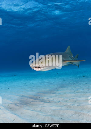 (Ginglymostoma cirratum requin nourrice) avec remora (Echeneidae), natation sur un fond sablonneux, Bimini Island, Bahamas Banque D'Images