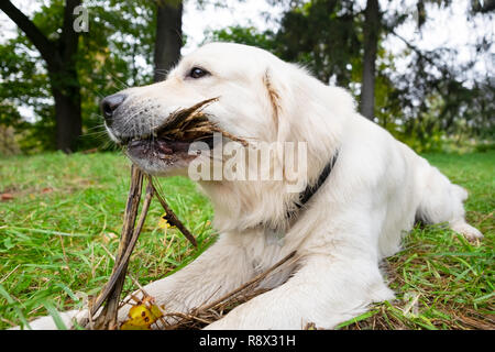 Le chien golden retriver joue avec un bâton sur une pelouse, atpark Banque D'Images