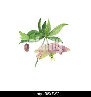 Aquarelle illustration botanique de l'hellébore fleur et bud isolé sur fond blanc. Dessin floral pour les cartes de vœux, invitations, personne Banque D'Images