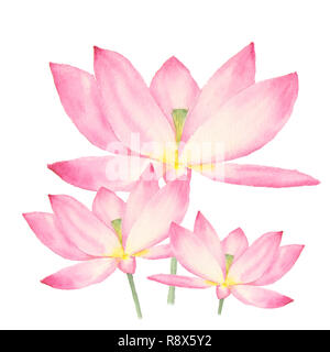 Aquarelle botanique illustration de fleurs de lotus sur fond blanc. Peut être utilisé comme décoration pour la conception web, le design, l'emballage des cosmétiques, du textile Banque D'Images