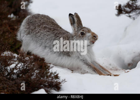 Lapin Blanc Dans Le Désert De Highland Les Images Sont