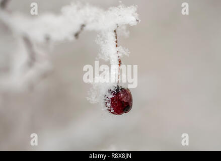 Les baies d'aubépine sous la neige, des fruits, des baies rouges Banque D'Images