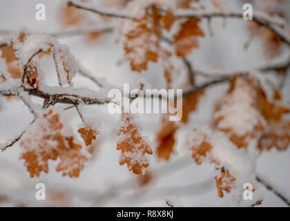 Hi-res feuilles de chêne dans la neige Banque D'Images