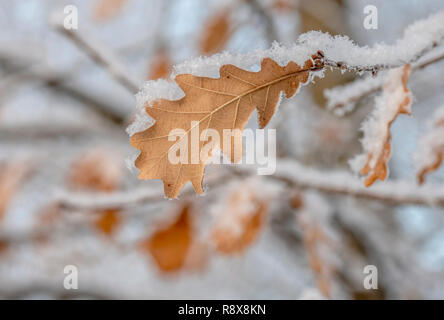 Hi-res feuilles de chêne dans la neige Banque D'Images