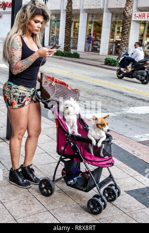 Miami Florida, Flagler Street, centre-ville, transgenre, adultes femme femmes femme dame, tatouages poussettes chiens animaux, shorts, visiteurs voyage tou Banque D'Images