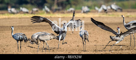 Grues danse dans champ arable. Crane, commun Nom scientifique : Grus grus grus, communis. Banque D'Images