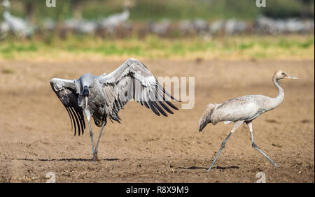 Grues danse dans champ arable. Crane, commun Nom scientifique : Grus grus grus, communis. Banque D'Images