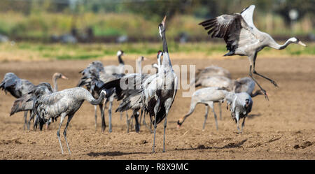 Grues danse dans champ arable. Crane, commun Nom scientifique : Grus grus grus, communis. Banque D'Images