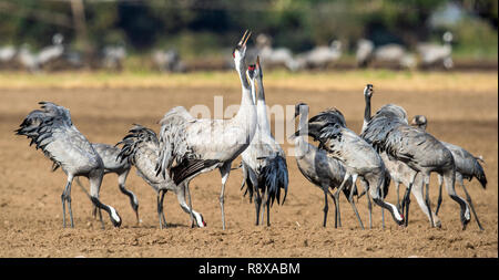 Grues danse dans champ arable. Crane, commun Nom scientifique : Grus grus grus, communis. Banque D'Images