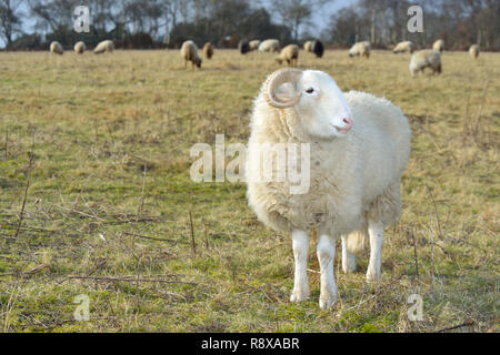Moutons / Ram en champ de Suffolk Banque D'Images