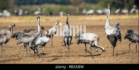 Grues danse dans champ arable. Crane, commun Nom scientifique : Grus grus grus, communis. Banque D'Images