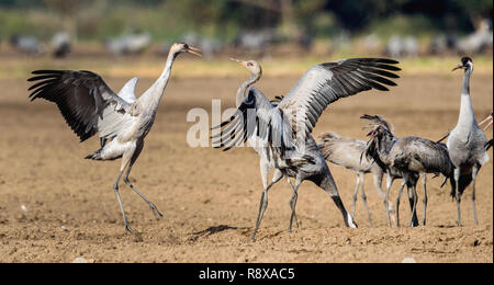 Grues danse dans champ arable. Crane, commun Nom scientifique : Grus grus grus, communis. Banque D'Images