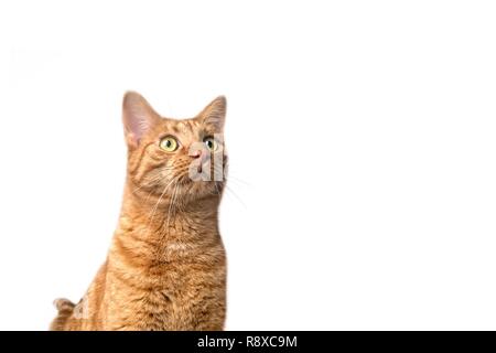 Curieux le gingembre cat Looking up. Isolé sur fond blanc avec l'exemplaire de l'espace. Banque D'Images
