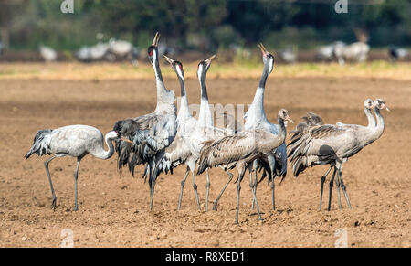 Grues danse dans champ arable. Crane, commun Nom scientifique : Grus grus grus, communis. Banque D'Images