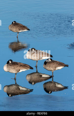 La bernache du Canada (Branta canadensis), un groupe sur la glace du lac de congélation, Iowa, États-Unis Banque D'Images