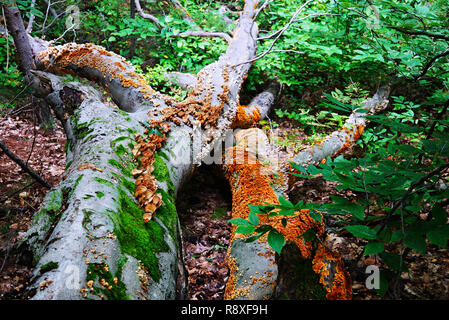 Fallen tronc d'un gros arbre libre. Beaucoup de champignons poussant sur un arbre. Champignons marron et jaune, vert mousse close-up. Les champignons sauvages sont entourés de gr Banque D'Images