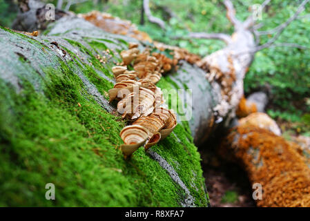 Beaucoup de champignons poussant sur un arbre. Fallen tronc d'un gros arbre libre. Champignons marron et jaune, vert mousse close-up. Les champignons sauvages sont entourés de gr Banque D'Images