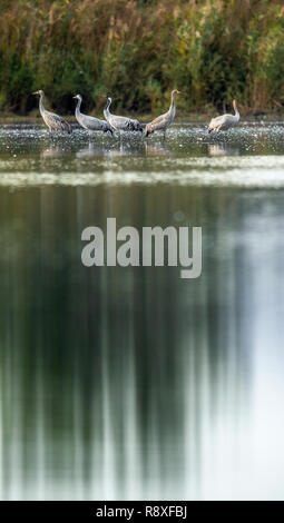 Grues cendrées (Grus grus) dans l'eau. Troupeau de grues sur le lac au lever du soleil. Matin Paysage de Vallée de Hula réserver. Israël. Banque D'Images