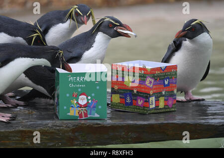 Gorfous sauteurs recevoir fishy traite dans les boîtes de Noël lors d'un appel à la photo dans le zoo de Whipsnade, Dunstable Bedfordshire. Banque D'Images