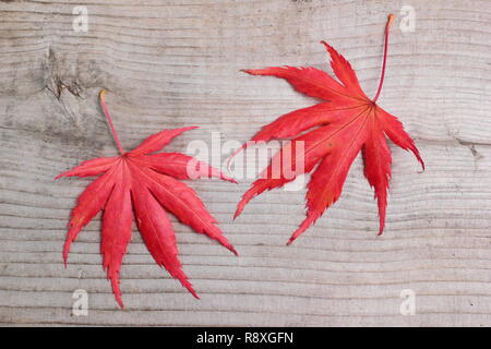 Acer palmatum 'Trompenburg' sur bois affichage couleur d'automne en novembre, UK Banque D'Images