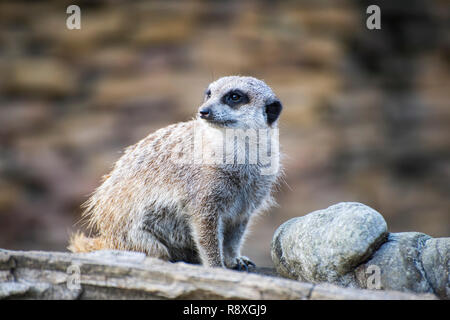 Meerkat assis sur les maisons en bois rond à autour. Banque D'Images