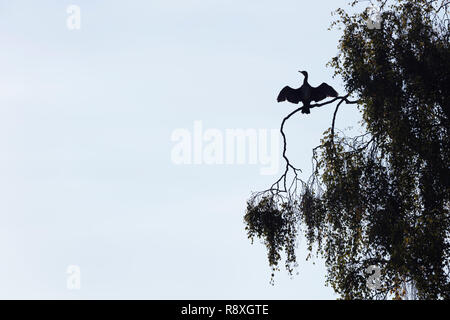 Silhouette d'un grand cormoran perché dans un arbre avec ses ailes déployées pour le sécher Banque D'Images