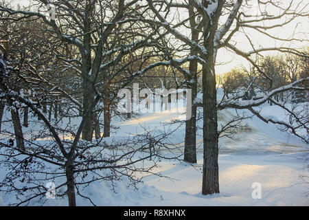 Le lever du soleil jette une lumière dorée sur un paysage enneigé d'arbres noueux. Banque D'Images