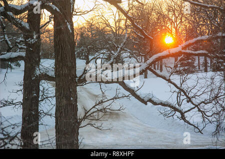 Lever du soleil d'or sur un paysage enneigé d'arbres. Banque D'Images