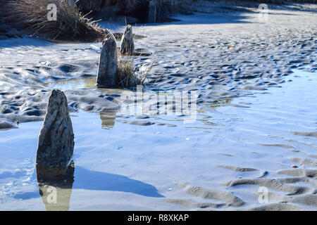 Trois poteaux de bois dans le sable avec des coquillages tout autour de lui dans la région de Gisborne, Nouvelle-Zélande Banque D'Images