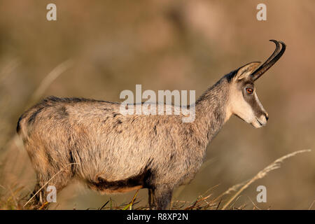 Chamois (Rupicapra rupicapra), faune, Vosges, France Banque D'Images