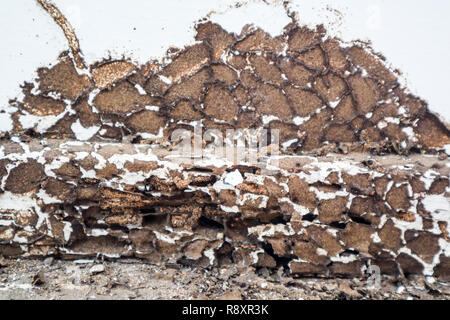 Bois de l'intérieur a été endommagée par les termites car cette région pas vaporiser de produit chimique pour le protéger Banque D'Images