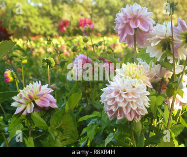 Dahlias colorés en culture d'été à l'extérieur, Soft focus, arrière-plan flou Banque D'Images