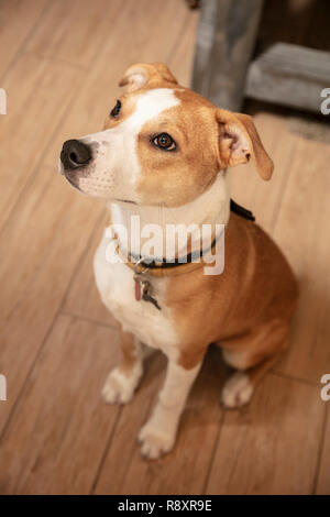 Chien est assis sur le plancher en bois Banque D'Images