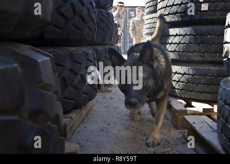 Freddy, un chien de travail militaire (MWD) avec la Direction des services d'urgence, Groupe de soutien de secteur - Koweït, recherche une aide à la formation au cours d'une démonstration de capacités MWD au Camp Arifjan, au Koweït, le 21 mars 2000, 7, 2017. Banque D'Images