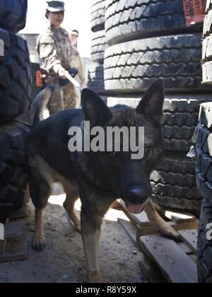 Freddy, un chien de travail militaire (MWD) avec la Direction des services d'urgence, Groupe de soutien de secteur - Koweït, recherche une aide à la formation au cours d'une démonstration de capacités MWD au Camp Arifjan, au Koweït, le 21 mars 2000, 7, 2017. Banque D'Images