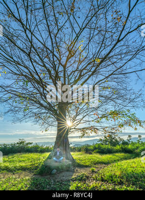 L'ancien arbre de Bodhi est dans le temps de l'évolution des feuilles en hiver quand le soleil brille à travers l'arborescence d'accueillir le nouveau jour dans les hauts plateaux du Vietnam Banque D'Images