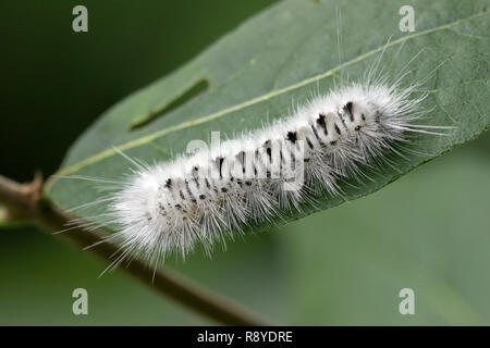 Hickory Tussock chenille ( Lophocampa caryae) on leaf Banque D'Images