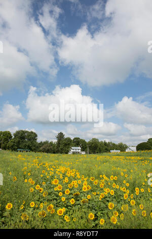 Grange et champ de tournesol à Possum Creek Metro Park, Ohio Dayton. Banque D'Images