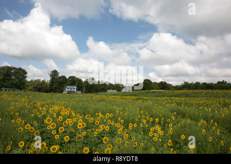 Grange et champ de tournesol à Possum Creek Metro Park, Ohio Dayton. Banque D'Images