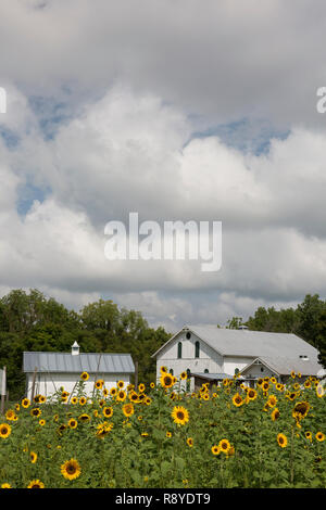 Grange et champ de tournesol à Possum Creek Metro Park, Ohio Dayton. Banque D'Images